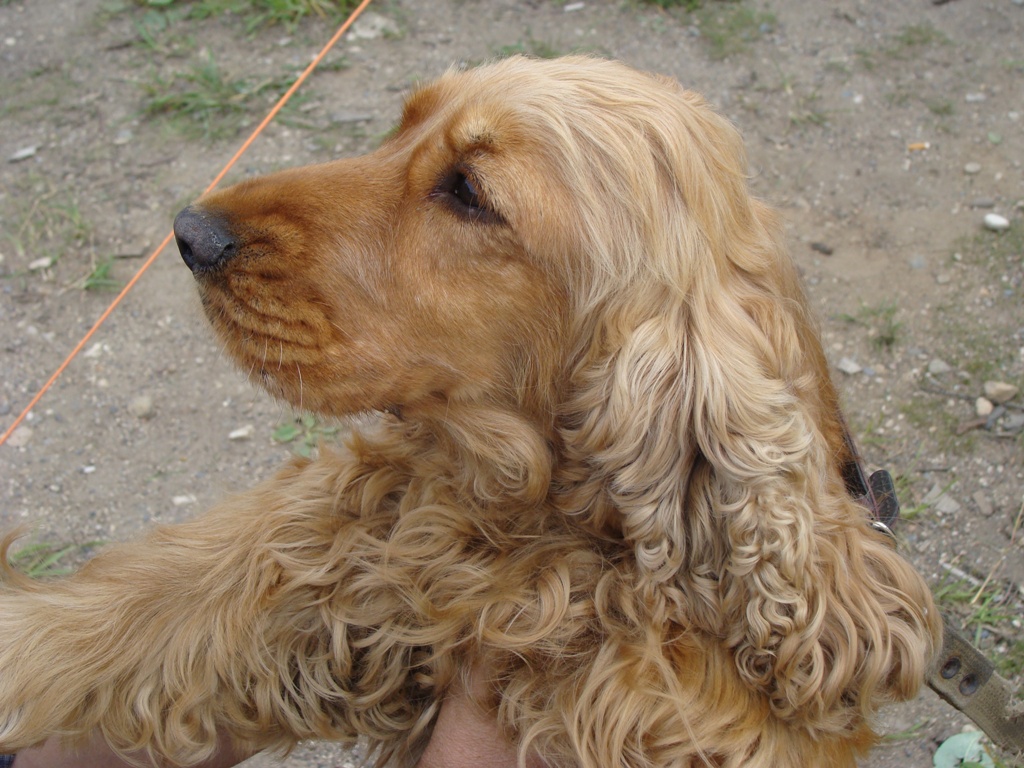 Английский спаниель, Тутти-Фрутти, ID: 657