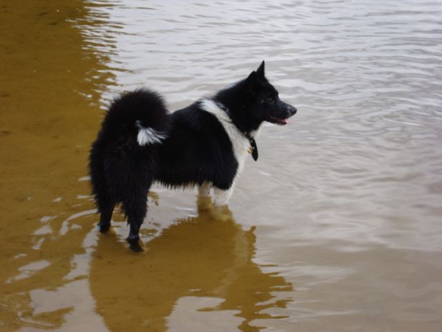 Русско-европейская лайка, Дива-Алиса, ID: 704