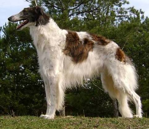 Русская псовая борзая, КОРОЛЬ ВЕТРОВ УРАГАН ИЗ КИТЕЖ ГРАДА, ID: 725