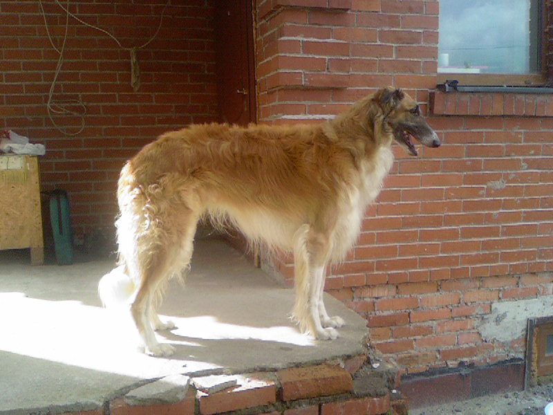 Русская псовая борзая, Задор, ID: 737