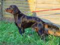 Шотландский сеттер (Гордон), МАСТЕР ЧИП, ID: 1292