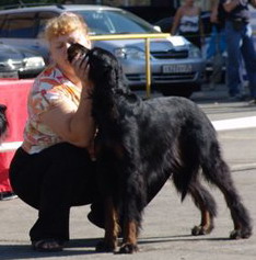 Шотландский сеттер (Гордон), Дабл Дрим Лавсет Ля-Рошель, ID: 1561