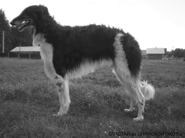 Русская псовая борзая, Блистай из Цнянской Охоты, ID: 1877
