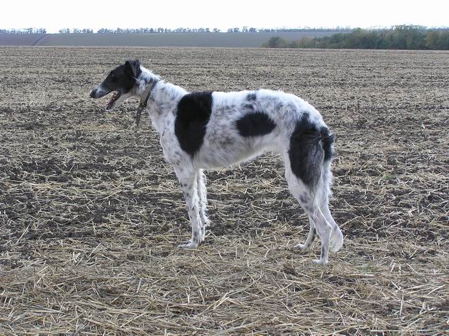 Русская псовая борзая, Рута Русская Сила, ID: 2026