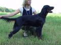 Шотландский сеттер (Гордон), FINNVOLAS BLACK FAITHFUL WINNER (БЛЭКИ), ID: 2101