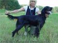 Шотландский сеттер (Гордон), FINNVOLAS BLACK FAITHFUL WINNER (БЛЭКИ), ID: 2101