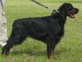 Шотландский сеттер (Гордон), FtW, Ch (bonitirovka) )INT CH, Club CH,  RusCH  SANGERFIELD Clan Nijole, ID: 809