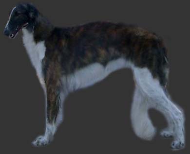 Русская псовая борзая, Дикая Орхидея Из Китеж Града, ID: 2827