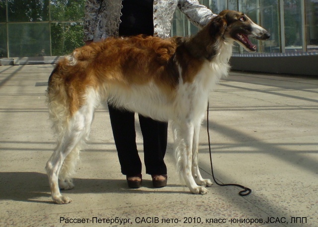 Русская псовая борзая, Рассвет- Петербург, ID: 3100