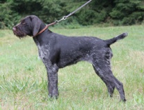 Дратхаар, / HUMMEL v. ERTHAL, ID: 41896