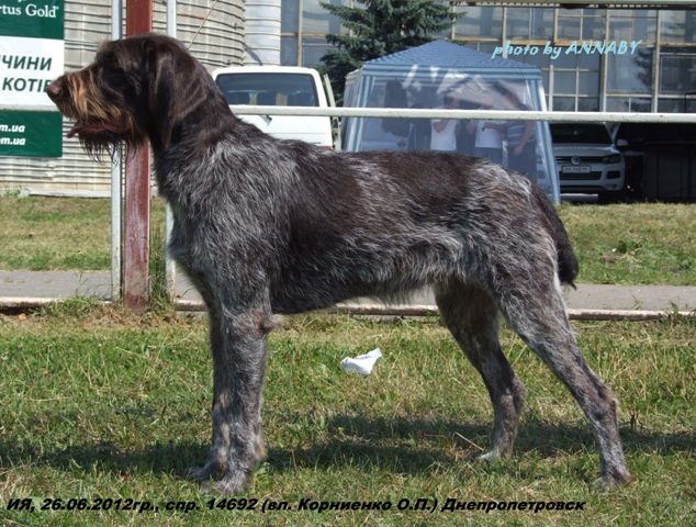 Дратхаар, ИЯ, ID: 41901